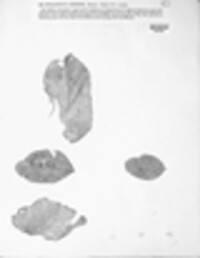 Phyllosticta robergei image